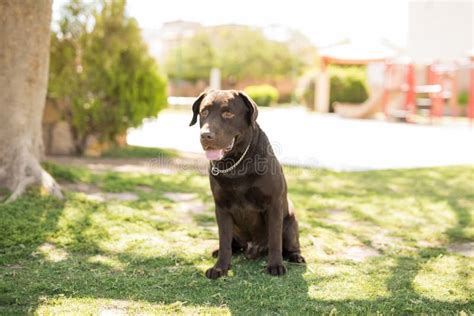 Chocolate Labrador Retriever Mixed Breed Dog Stock Image Image Of