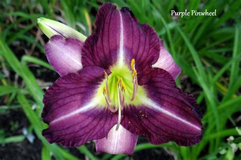 Daylily Hemerocallis Purple Pinwheel In The Daylilies Database