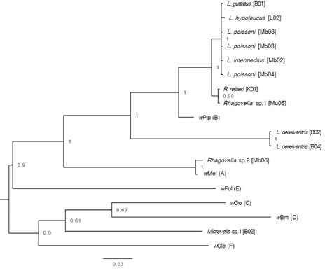 Bayesian Tree Of Wolbachia Surface Protein Gene Sequences From