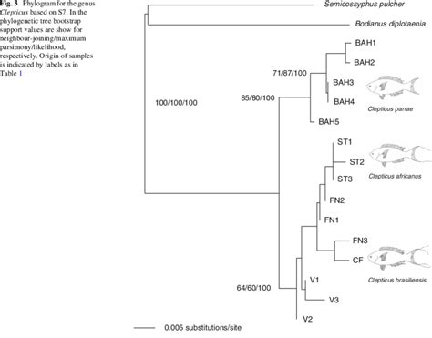 Phylogram For The Genus Clepticus Based On S7 In The Phylogenetic Tree Download Scientific