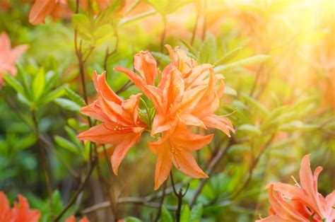 Rododendros Y Azaleas En El Jard N Foto Premium