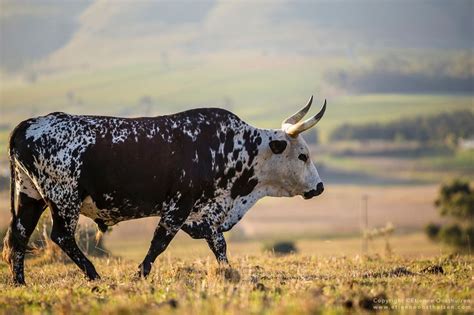 Nguni Cattle Photographed Out Side Of Hermanus South Africa Wildlife