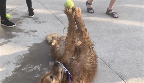 La Pose Signature De Harvey Le Golden Retriever Vole La Classe De Yoga