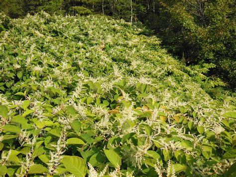 Japanese Knotweed Finger Lakes Prism