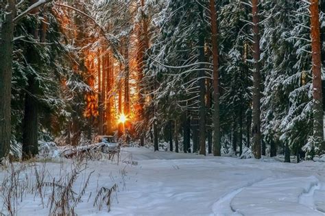 Зимний лес красивые обои для рабочего стола