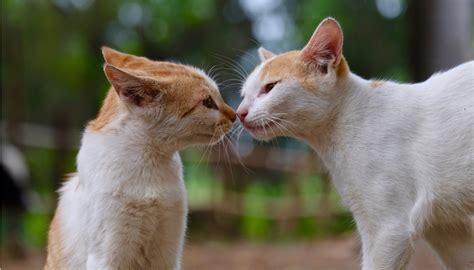 Tu gato te toca la nariz con la suya Lo hace por una tierna razón que