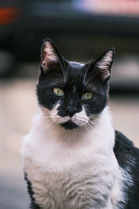 Photo Of Cat Sitting On A Chair · Free Stock Photo