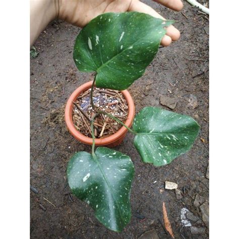 Jual Monstera Thai Constellation Variegata Monthai Monvar Creamy Late