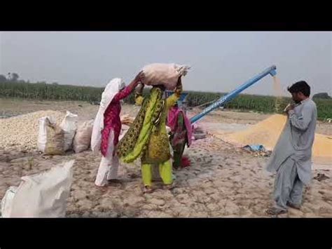 Amazing Agriculture Farm Tecnology Life Cycle Of Sweet Corn Harvest