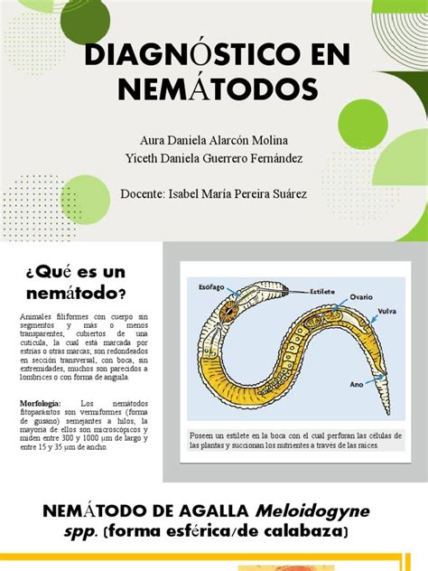 Diagnóstico En Nemátodos Pdf Nematodo Plantas