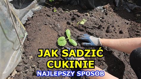 Jak Sadzi Cukinie Najlepszy Spos B Na Sadzenie Cukinii Cukinia