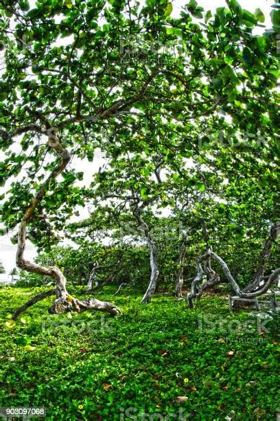 Pohon Lamun Foto Stok Unduh Gambar Sekarang Dedaunan Subur Florida