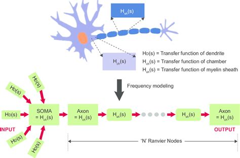 Nodes Of Ranvier Function - cloudshareinfo