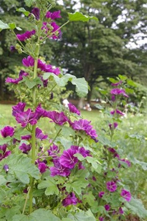 66 見ごろは7月初旬まで。明治神宮の花菖蒲 寺・神社 All About