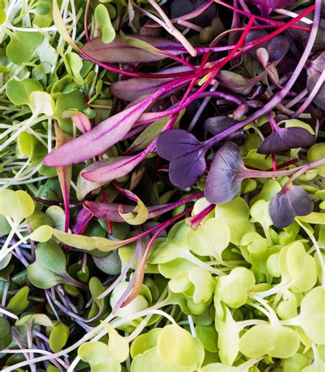 Exploring The Flavors And Colors Of Top Microgreens Varieties Hy Farm