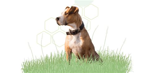 Vanguard Dog Vaccines For Pet Owners Zoetis Petcare