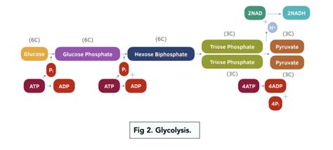 The Stages And Products Of Glycolysis A Level Biology Study Mind