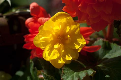 Buy Double Begonia Yellow Double Begonias Online