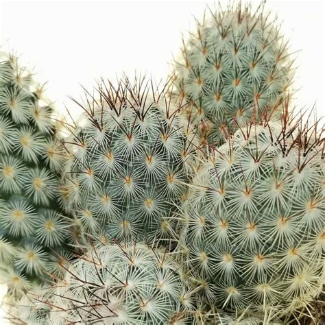 Mammillaria Microhelia 14 Cm Cactaceae Giromagi Vendita Piante Grasse