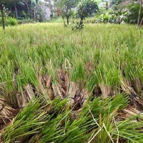 Jual Tanaman Hias Rumput Vetiver Akar Wangi Tanaman Tahan Longsor Dan