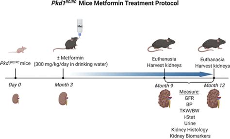 Metformin Improves Relevant Disease Parameters In An Autosomal Dominant