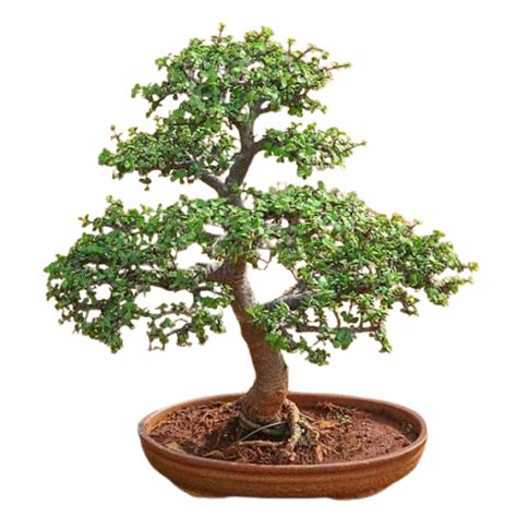 Big Jade Bonsai Plant Crassula Ovata