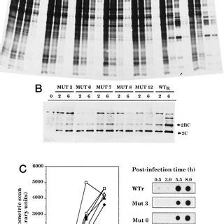 A Time Course Of Protein Synthesis Autoradiogram Of Proteins