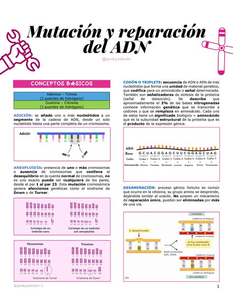 Mutación y reparación del ADN U1 CONCEPTOS BASICOS Adenina Timina