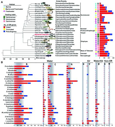 Phylogenetic tree and number of OR genes in 28 fish species. (A)... | Download Scientific Diagram