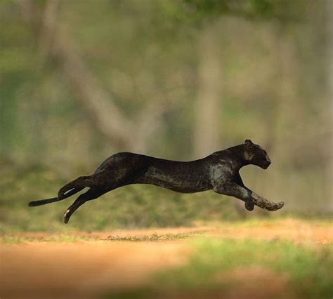 Magnificent Black Panther In The Forest 🌱 Kabini India Photos By