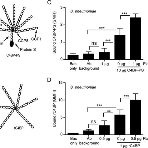 Additive Binding Of C4BP And Plasminogen To S Pneumoniae A And B