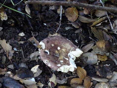 Gegabelter Purpurtäubling = RUSSULA ALUTACEOMACULATA (SYN. RUSSULA ...