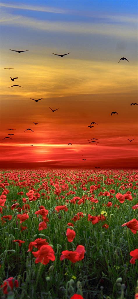 Poppy Flowers Wallpaper 4K Poppy Field Sunset Clouds