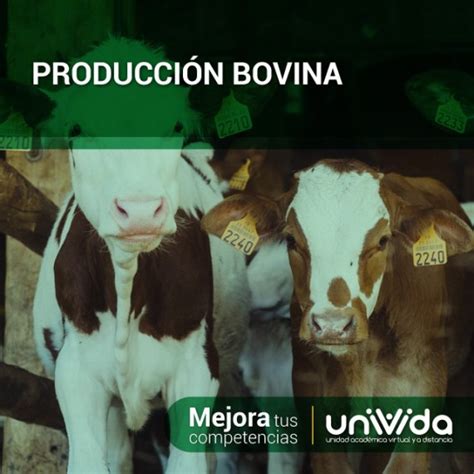 Producci N Bovina Univida