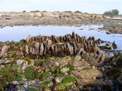 La Réserve Naturelle propose Blog Anita de Groix