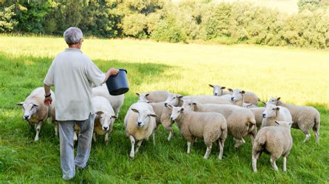 Ausgebüxte Schafe halten Retter nachts auf Trab