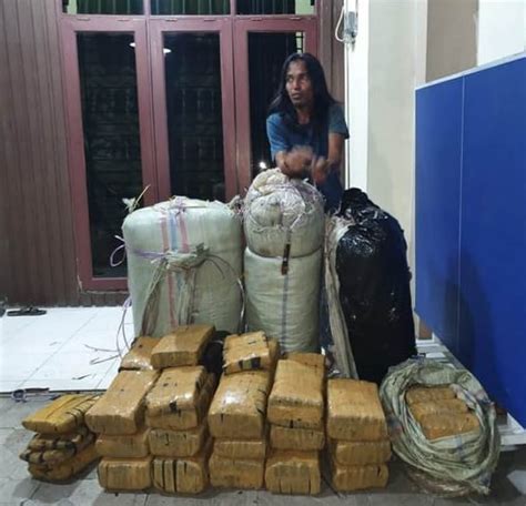 Polda Sumut Tangkap Kurir 200 Kg Ganja HARIAN MISTAR