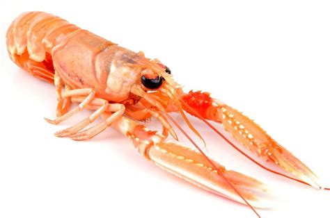 En Savoir Sur La Langoustine Bretonne Luximer Le Blog De La Mer