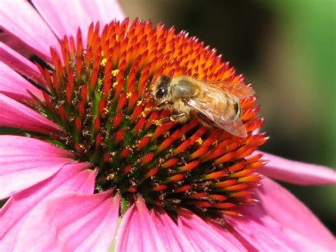 Honey Bee On Coneflower Amy Woodward Flickr