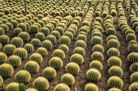 7 Common Types of Cacti in Arizona (with Pictures) | House Grail