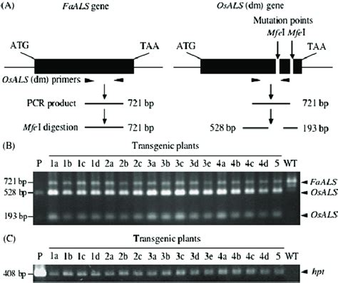 Polymerase Chain Reaction Pcr Analysis Of Transgenic Plants A