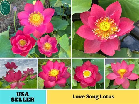 5 Rare Seeds Love Song Lotus Seeds Indian Lotus Nelumbo Nucifera Seeds Flower Seeds