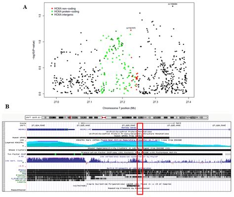 The Associations Of HOXA LncRNA SNP Genotypes And Surrounding SNPs With