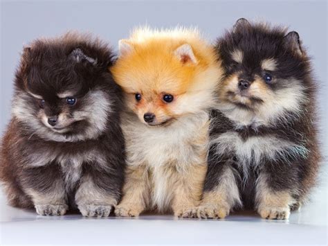 Pomeranian Puppies and Dogs for sale near you