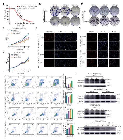 Figure 1 From Reactivation Of Mutant P53 In Esophageal Squamous Cell