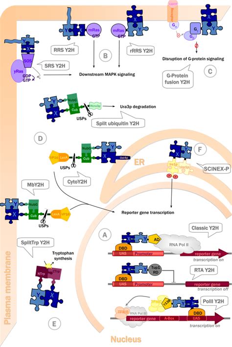 Yeast Two Hybrid A Powerful Tool For Systems Biology