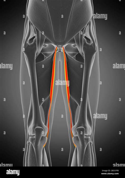 Gracilis muscle hi-res stock photography and images - Alamy