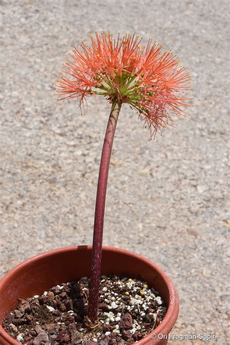 Scadoxus Multiflorus Subsp Multiflorus Plants Of The World Online