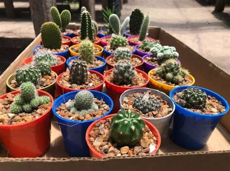 grow cactus  seed full guide  garden style