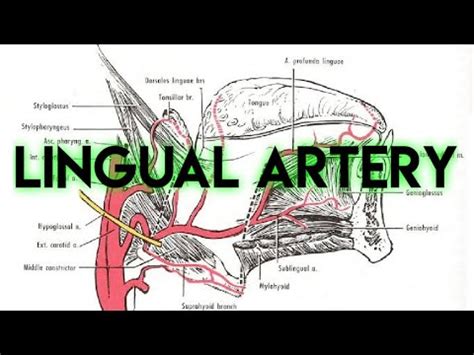 External Carotid Artery Lingual Artery Youtube